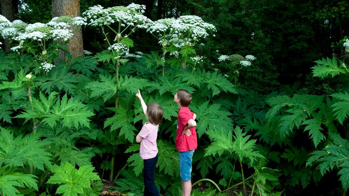 Ai grijă ce fel de pătrunjel folosești la supă!