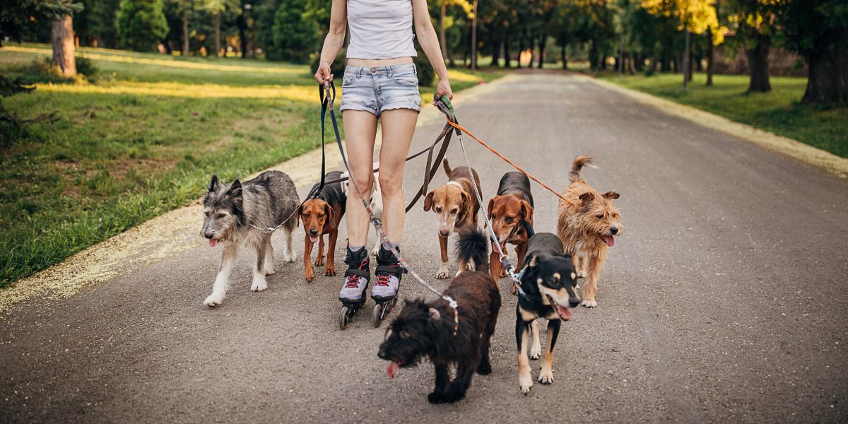 Nu poți plimba câinii aici!