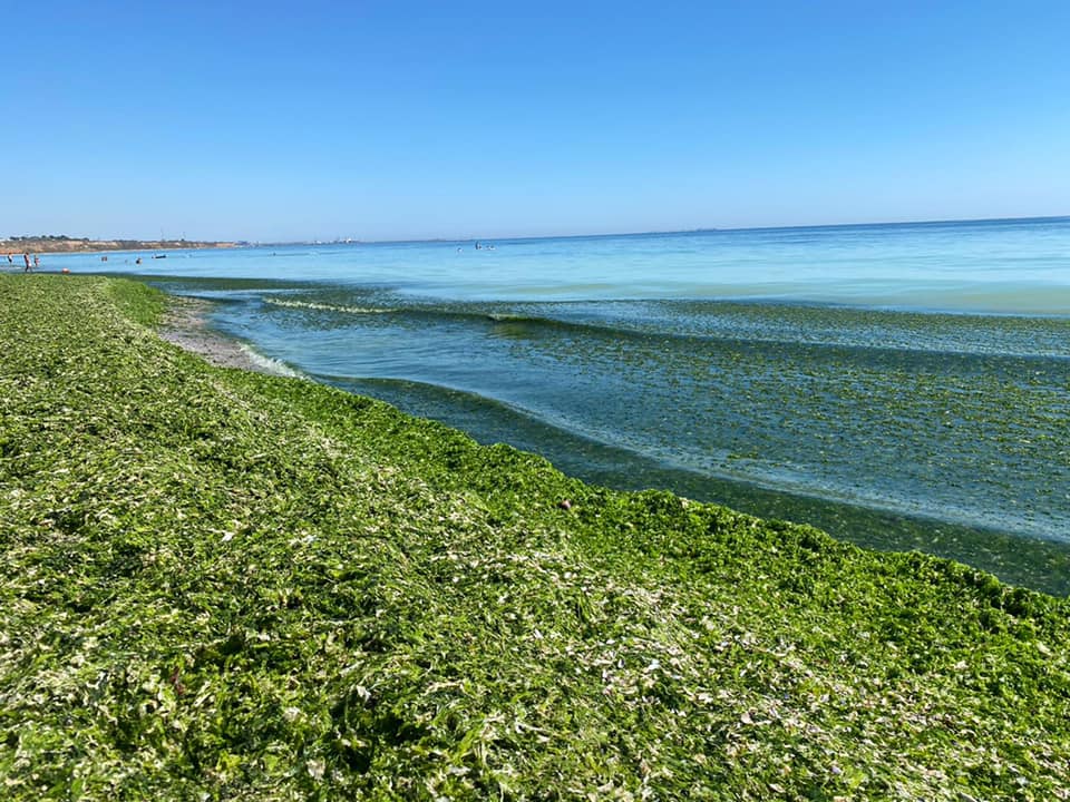 Matcha gratis la Mamaia
