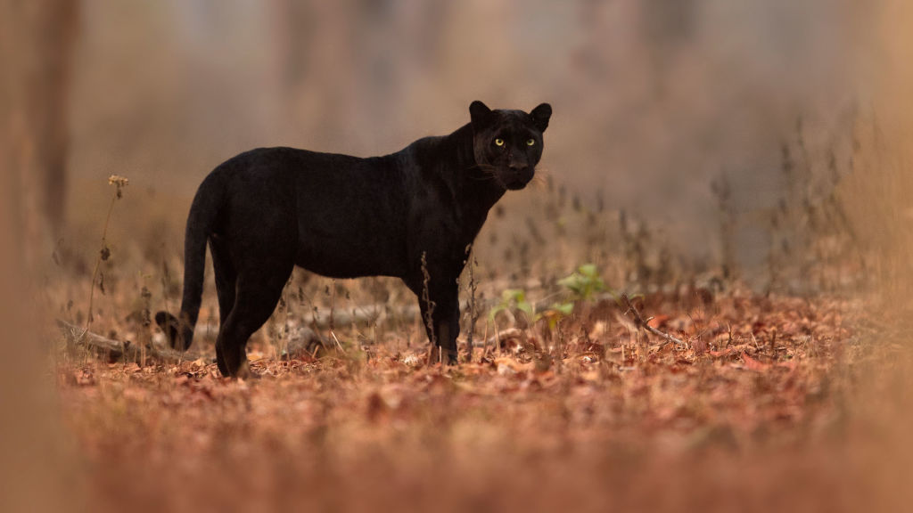 Pantera neagră e doar un câine mare?