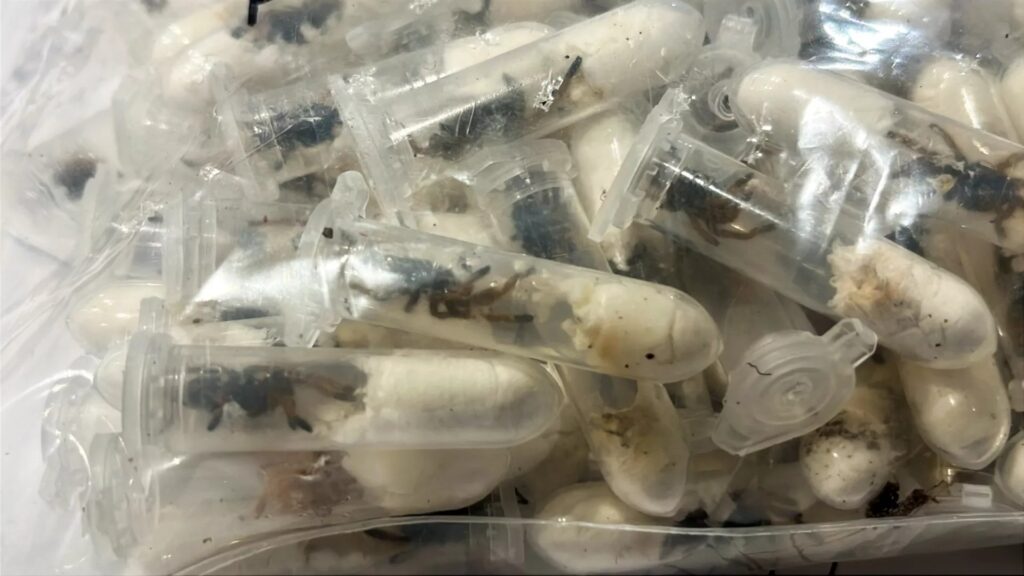 1500 de tarantule, șerpi și alte chestii ciudate oprite la aeroport