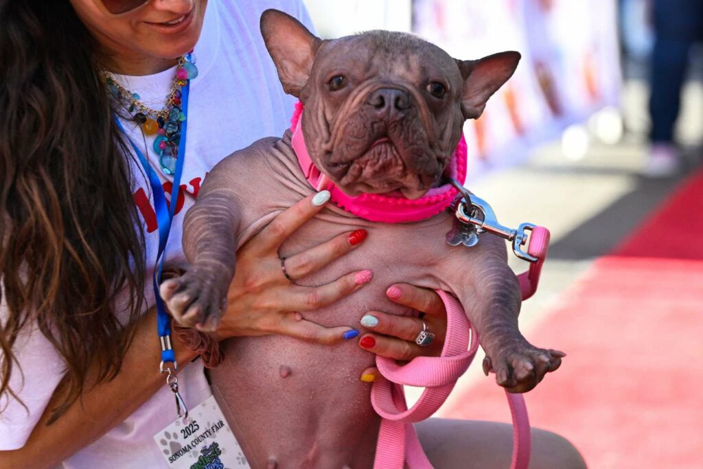 Petunia, un bulldog francez fără păr, a câștigat titlul de „Cel mai urât câine din lume”