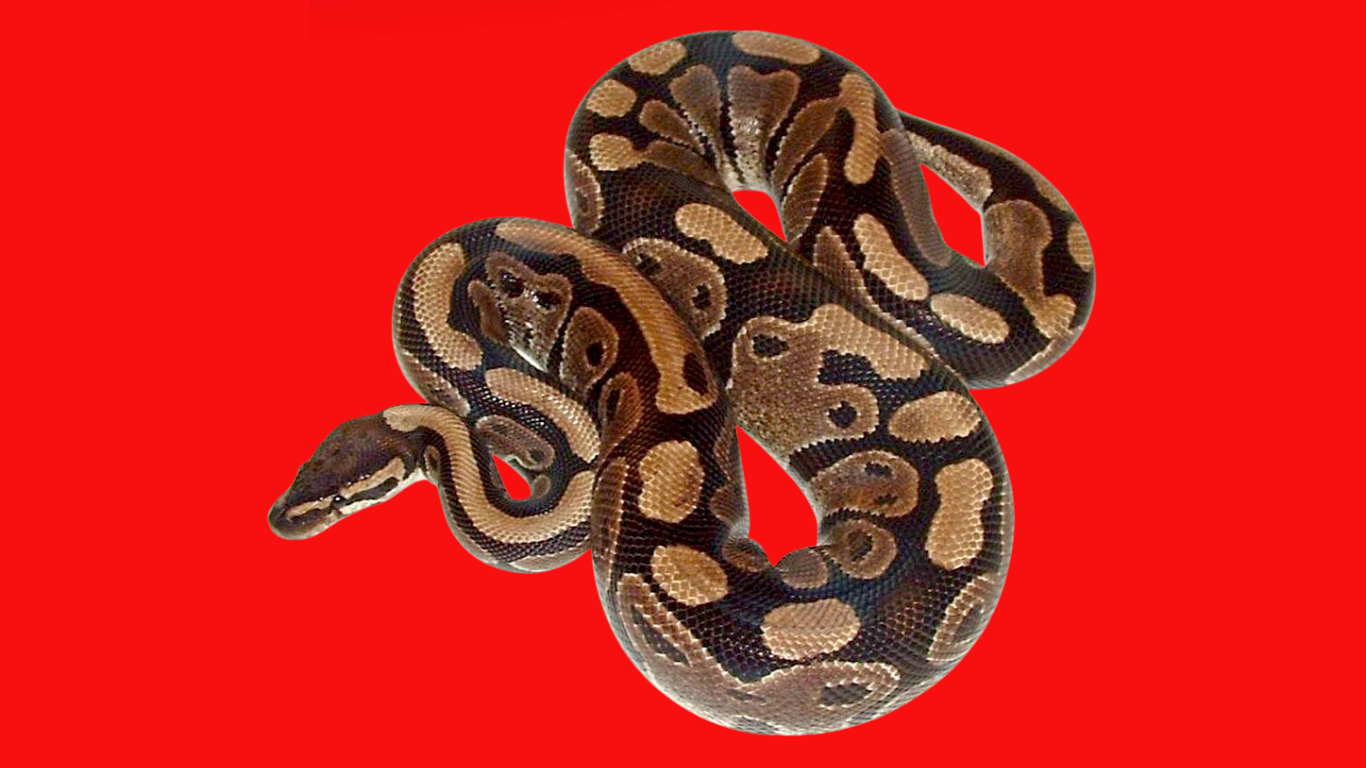 Unele coșmaruri devin realitate! Un piton găsit în baie, în toiul nopții, în București