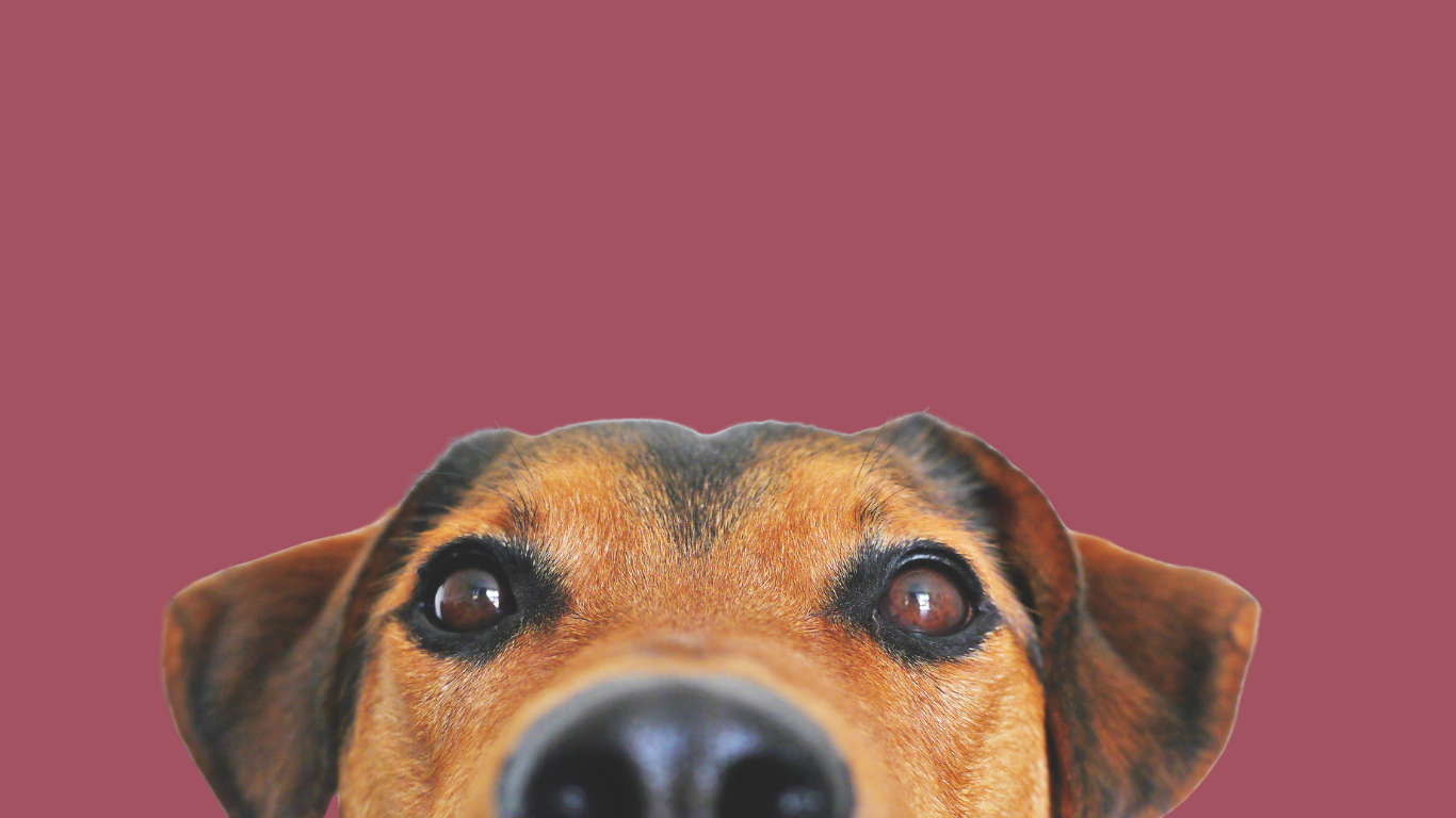 „Câine bun” cu acte-n regulă, la Oradea