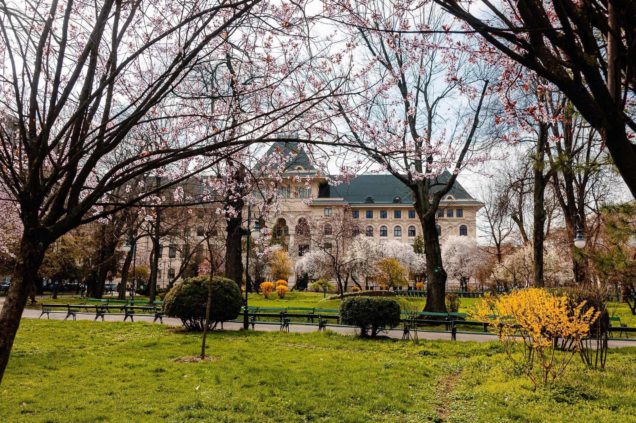 Băluță, favorit la Primăria Capitalei în două sondaje. USR ar conduce Consiliul General