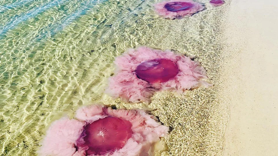 Monștri roz ai mărilor: Meduze gigantice cu tentacule de 21 de metri au invadat plajele din Texas