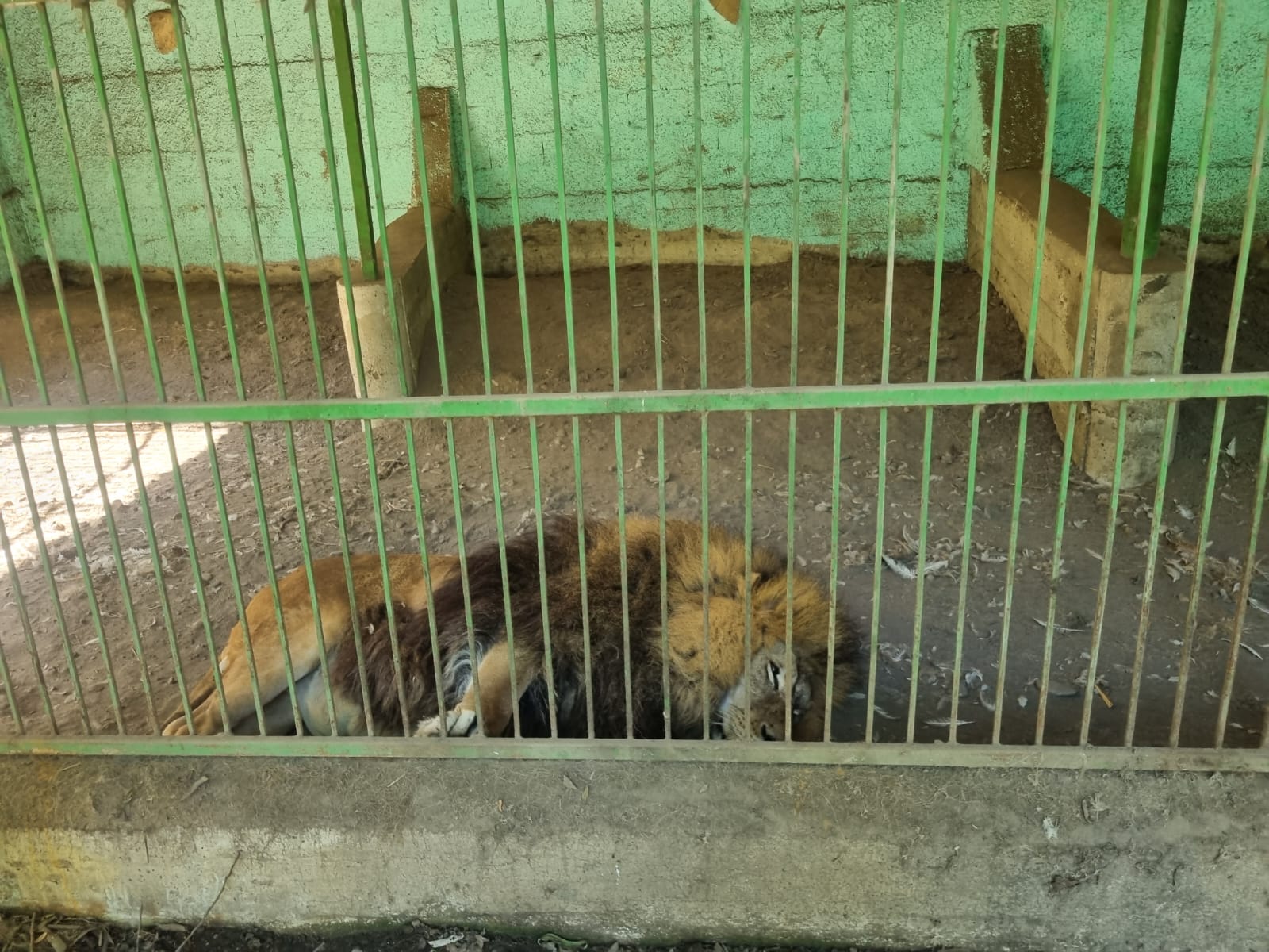 Copii mușcați de animale și mizerie la grădina zoo din suceava care funcționează ilegal