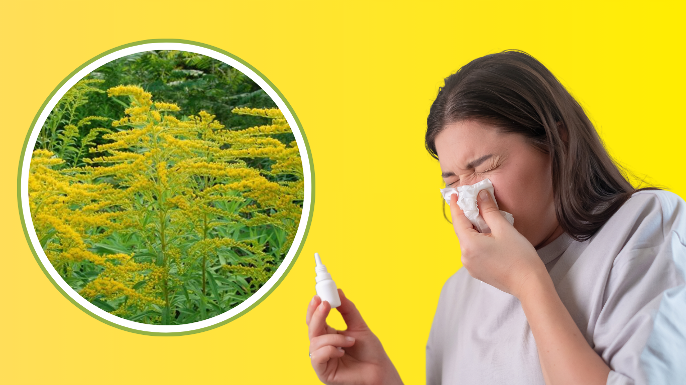 Planta care a înnebunit un bucureștean. România se află sub un nor de polen de ambrozie 