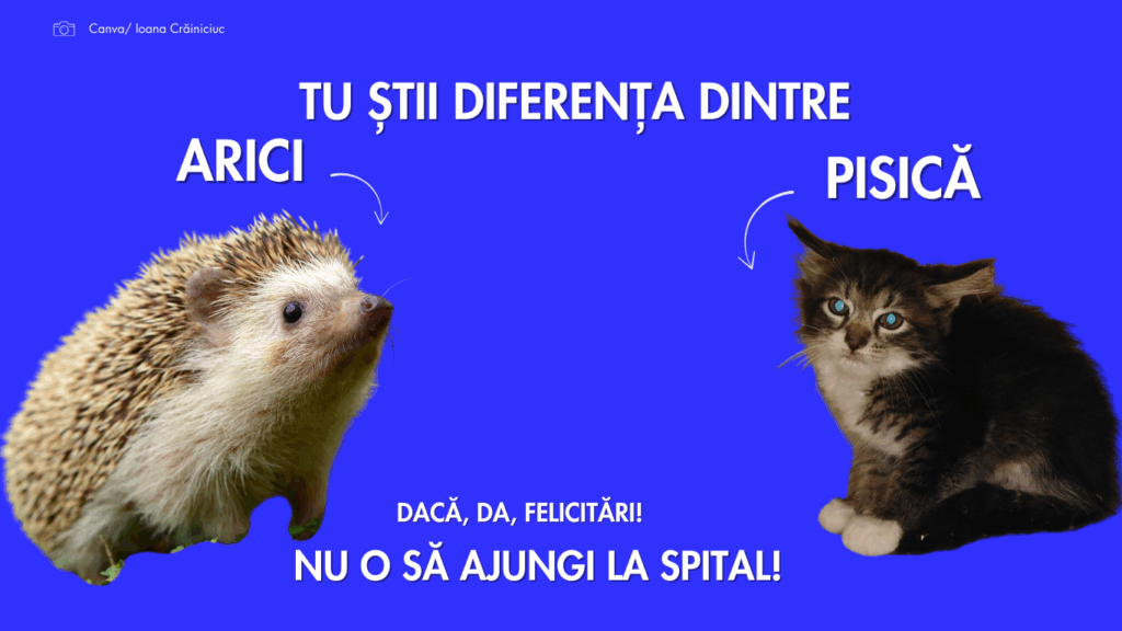 O femeie din Buzău a ajuns la spital după ce a confundat un arici cu o pisică