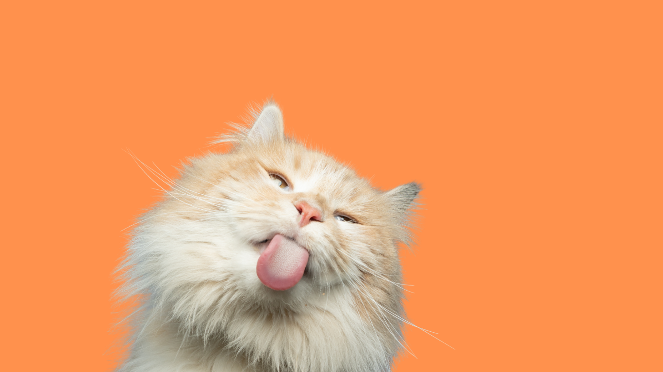 Pisici sterilizate gratuit în București!