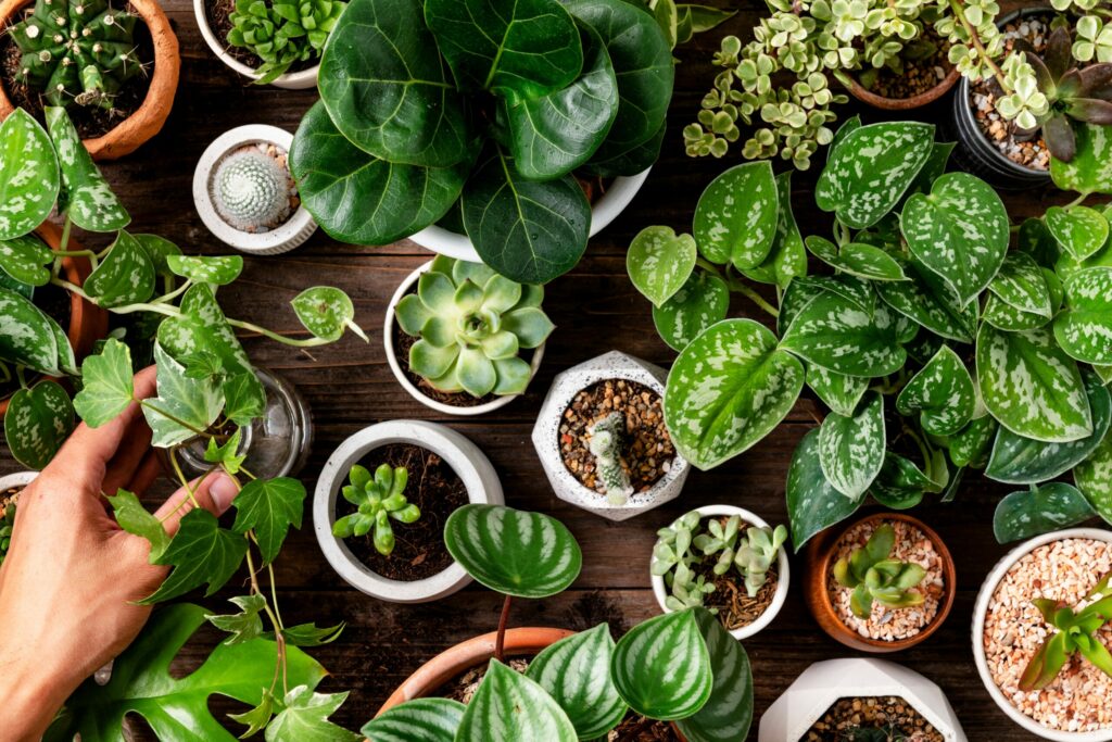 Plantele care te ajută să dormi mai bine și să reduci stresul