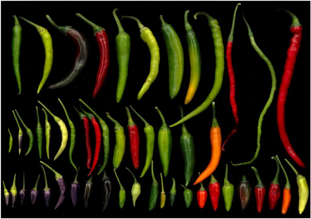 Ardeiul de Buzău, mai iute decât Carolina Reaper? Cercetătorii români ar putea fi pe cale să bată un record mondial