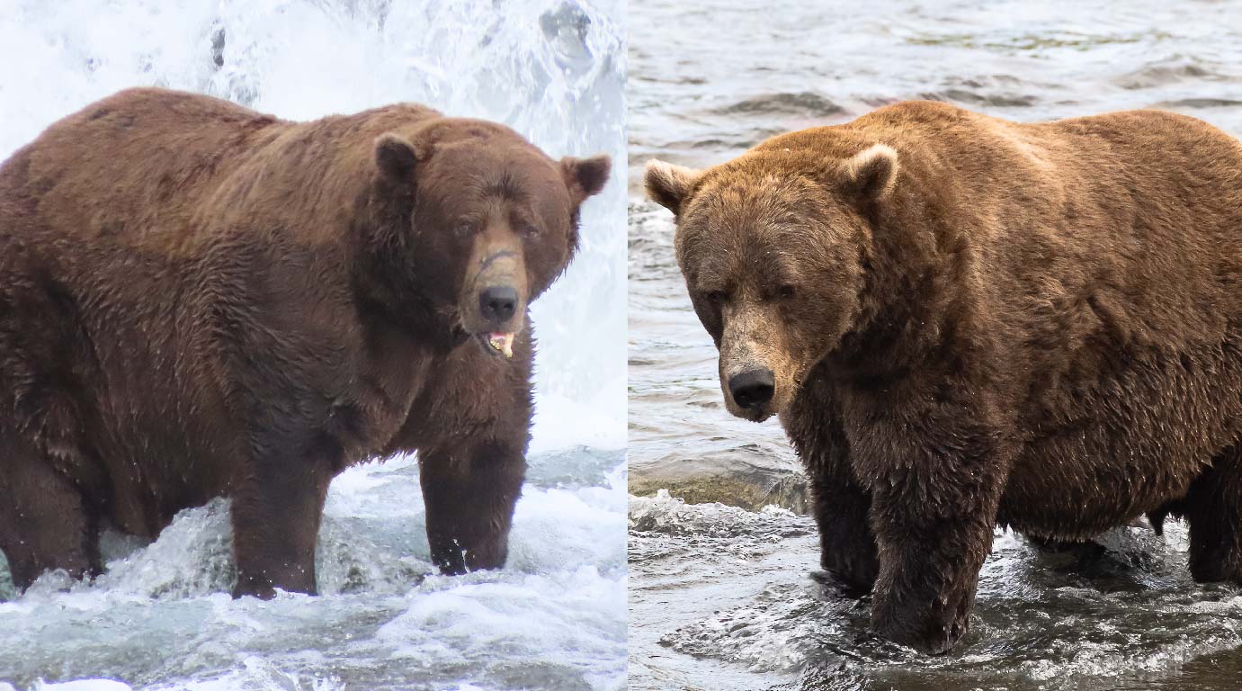 Cel mai gras urs din Alaska a fost ales prin vot