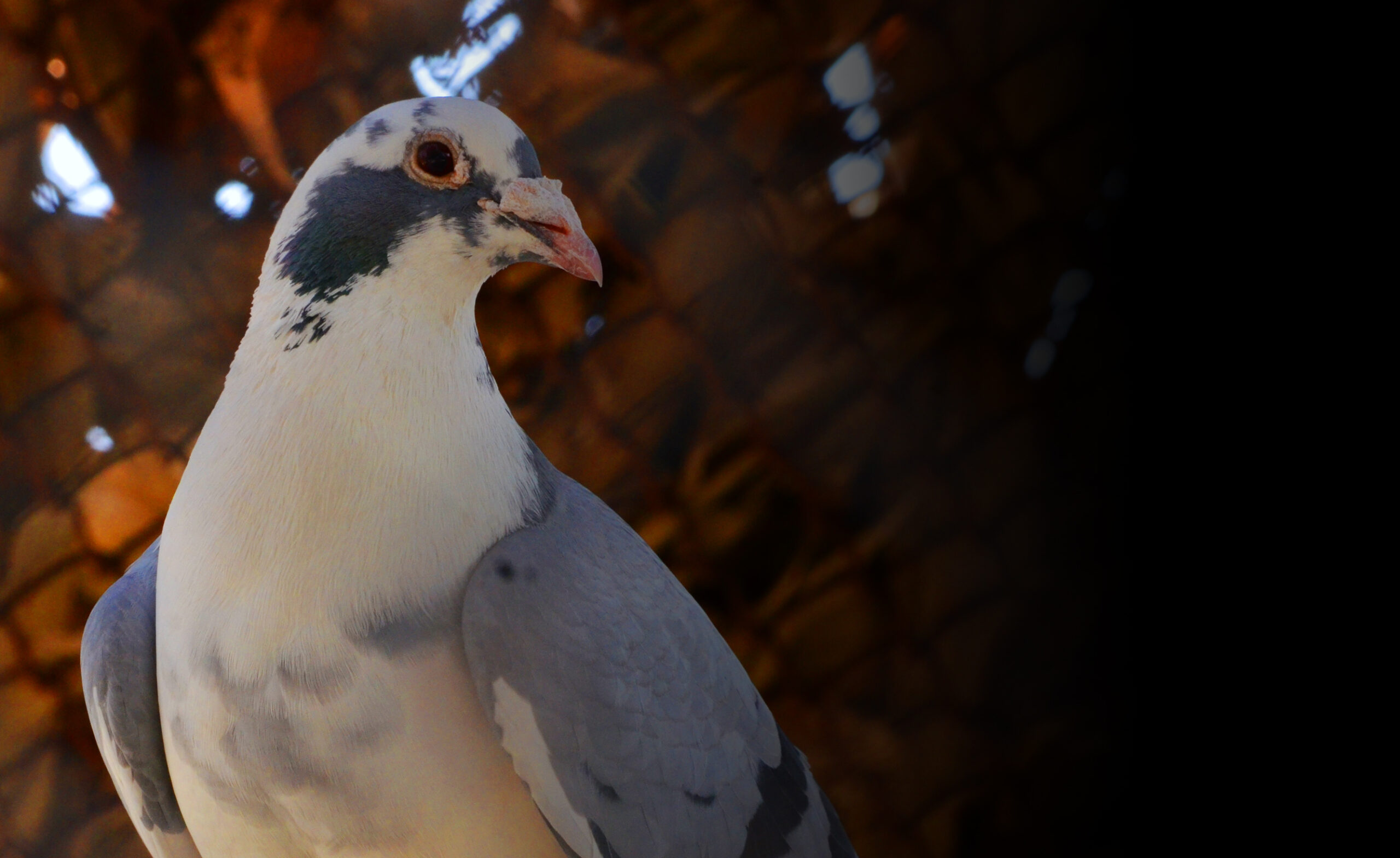 Român prins la granița Germaniei cu 70 de „pasageri” neobișnuiți