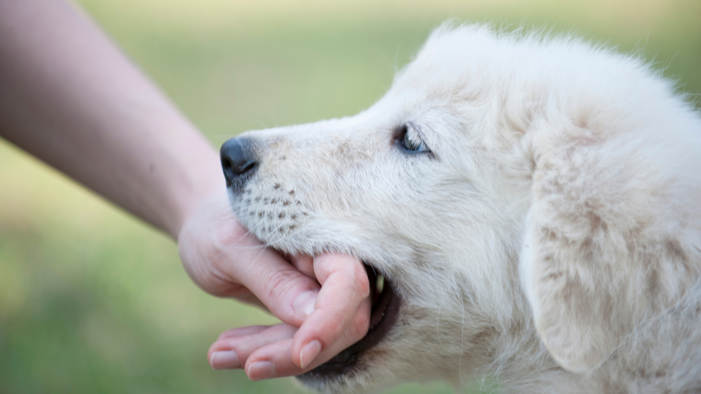 A încercat să muște polițiștii care-i luau câinele: 15 luni de închisoare pentru o pensionară din Viena