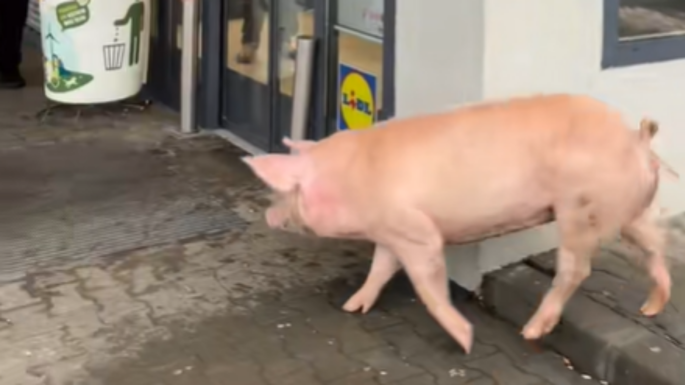 Moment amuzant la Lidl Victoria: un porc a încercat să intre în magazin