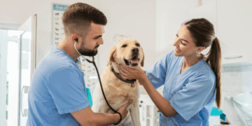 Medic veterinar, salariu mai mic decât un frizer canin