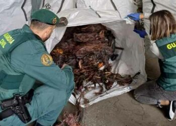 Români reținuți în Spania: au lăsat opt orașe fără semnal telefonic