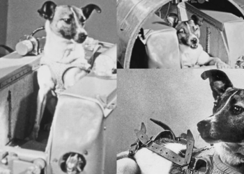 Laika, povestea tragică a primului animal trimis în spațiu