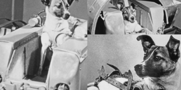 Laika, povestea tragică a primului animal trimis în spațiu