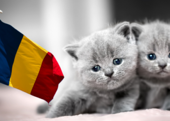 Legea controversată! Câte animale de companie pot locui într-un apartament?