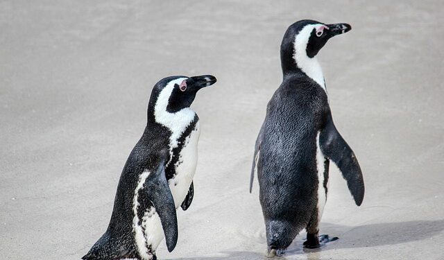 Pinguinii africani, în pragul extincției: foamete masivă, pescuit excesiv și coloniile prăbușite