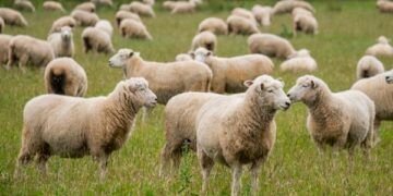 Fermierii din Olt amenință cu greva foamei după uciderea a 3.000 de animale 