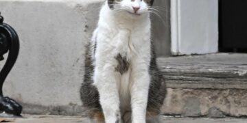 Larry, motanul de la Downing Street, împlinește 15 ani. „Angajatul” care a supraviețuit șase premieri britanici