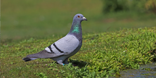 Experiment rusesc: porumbei controlați prin cipuri implantate în creier