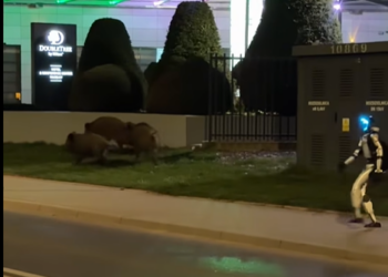 Robot umanoid filmat în timp ce alungă mistreți pe o stradă din Varșovia.
