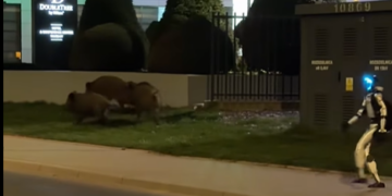 Robot umanoid filmat în timp ce alungă mistreți pe o stradă din Varșovia.