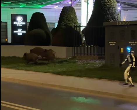 Robot umanoid filmat în timp ce alungă mistreți pe o stradă din Varșovia.