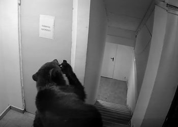 Urs surprins pe holurile unui hotel din Poiana Brașov. Angajații spun că au fost refuzați la 112