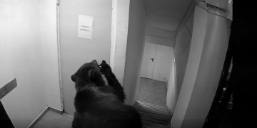 Urs surprins pe holurile unui hotel din Poiana Brașov. Angajații spun că au fost refuzați la 112
