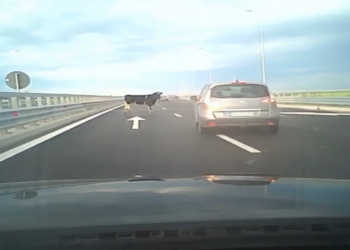 Patru vaci au căzut dintr-un camion pe Autostrada A7