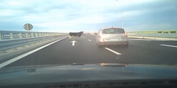 Patru vaci au căzut dintr-un camion pe Autostrada A7