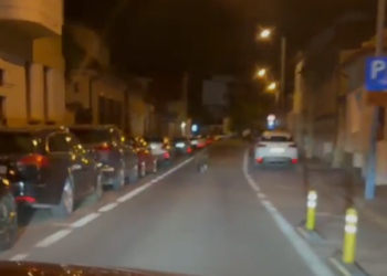 Urs filmat alergând pe o stradă din Brașov. Aproape 150 de alerte în ultima lună, iar trei animale au fost împușcate sau eutanasiate