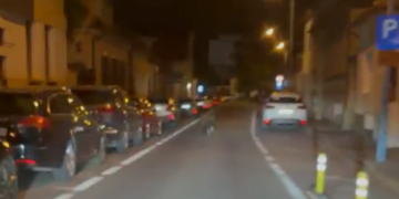 Urs filmat alergând pe o stradă din Brașov. Aproape 150 de alerte în ultima lună, iar trei animale au fost împușcate sau eutanasiate