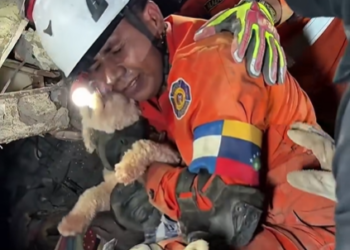 O cățelușă a fost găsită vie sub dărâmături la mai multe zile după cutremure
