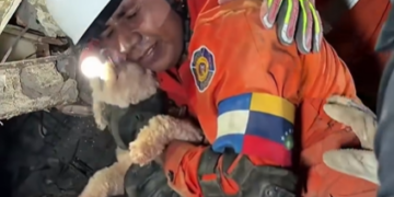 O cățelușă a fost găsită vie sub dărâmături la mai multe zile după cutremure