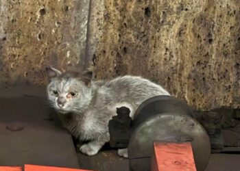 O pisică blocată în tunelul metroului din București a fost salvată după cinci zile