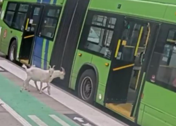 Doi „pasageri” fără bilet au urcat într-un autobuz din Portland