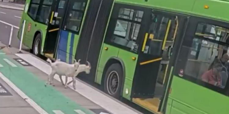 Doi „pasageri” fără bilet au urcat într-un autobuz din Portland