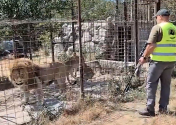 Grădină zoologică ilegală în Dâmbovița. Tigri, lei și urși ținuți fără acte, iar un pui a fost găsit mort