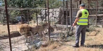 Grădină zoologică ilegală în Dâmbovița. Tigri, lei și urși ținuți fără acte, iar un pui a fost găsit mort