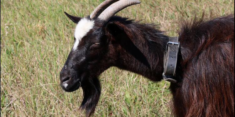 Fermier din Brașov, reținut de DNA după ce ar fi declarat 484 de animale pentru subvenții, deși avea doar 151